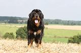 DOGUE DU TIBET 012
